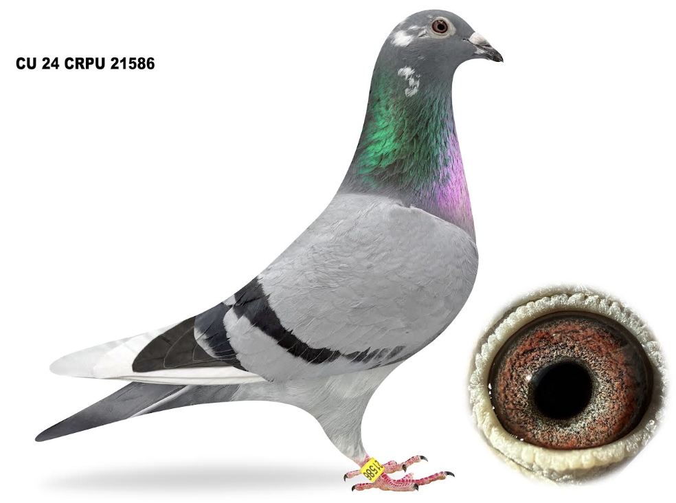 CU 21586 - Irish Syndicate