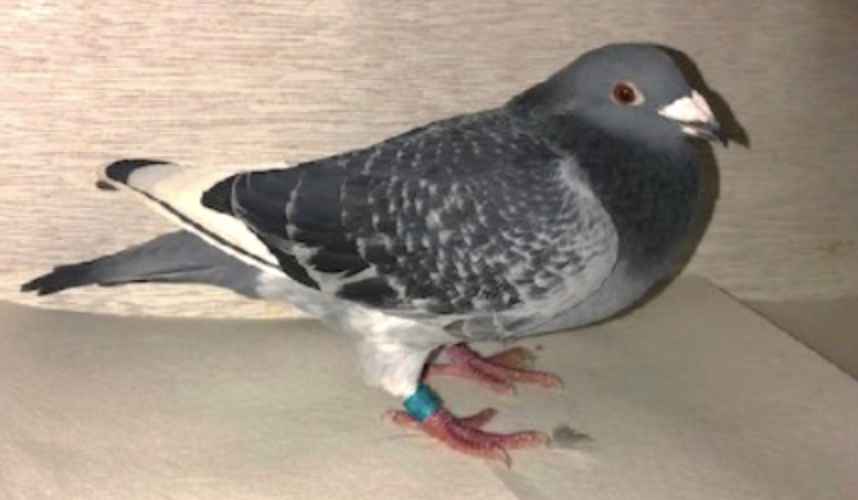 KFL 753 - Inbred Lin 53