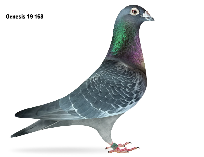 GENESIS 168 - Linebred Black Power