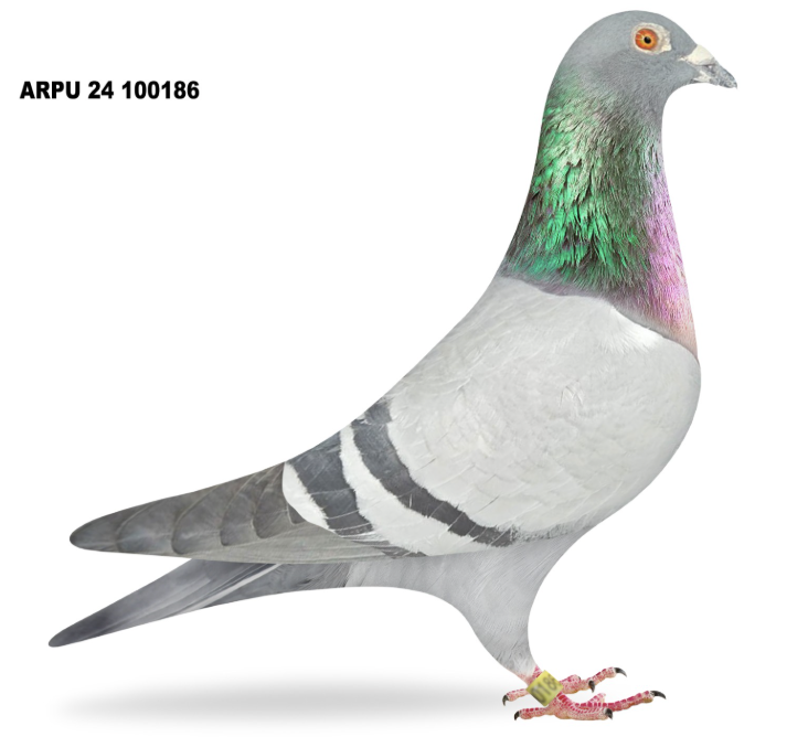 ARPU 100186 - Sablon Stars