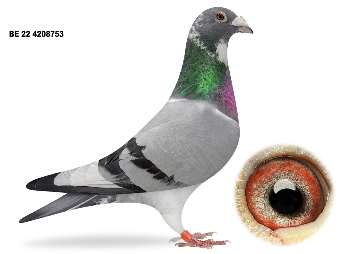 BE 4208753 - Inbred Kittel!