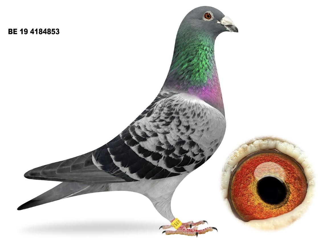 BE 4184853 - PEC FLORIAN HENDRICKS`