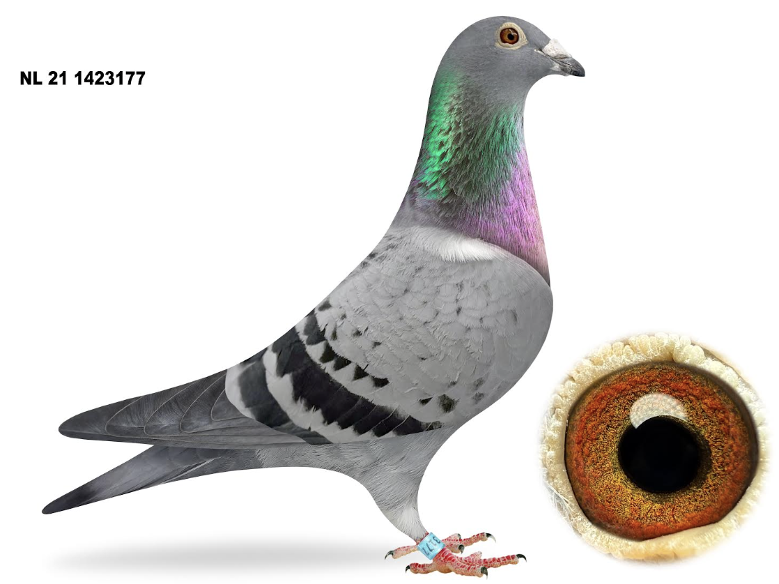 NL 1423177 - Florian Hendricks Stars