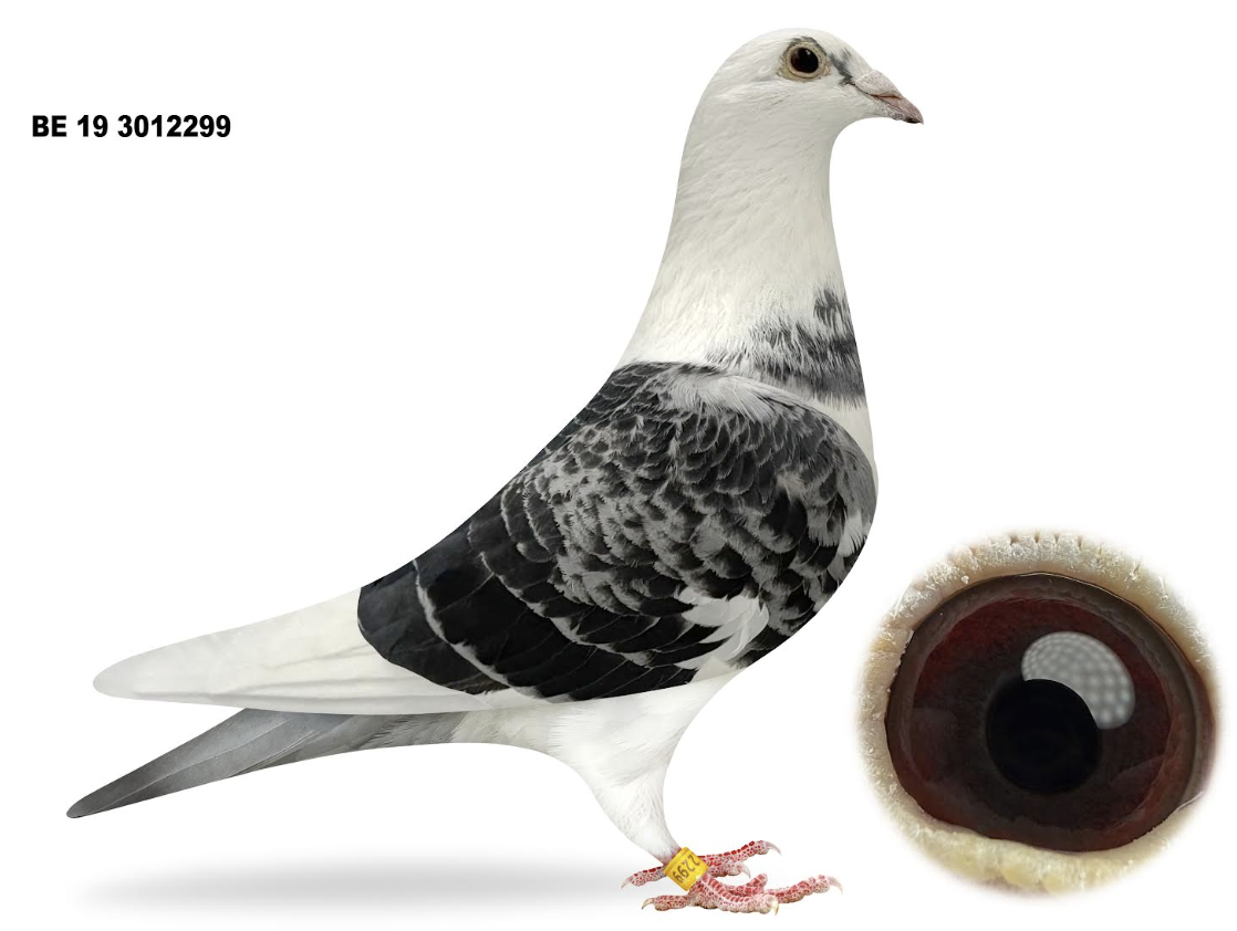 BE 3012299 - H.Sis Bonte Crack