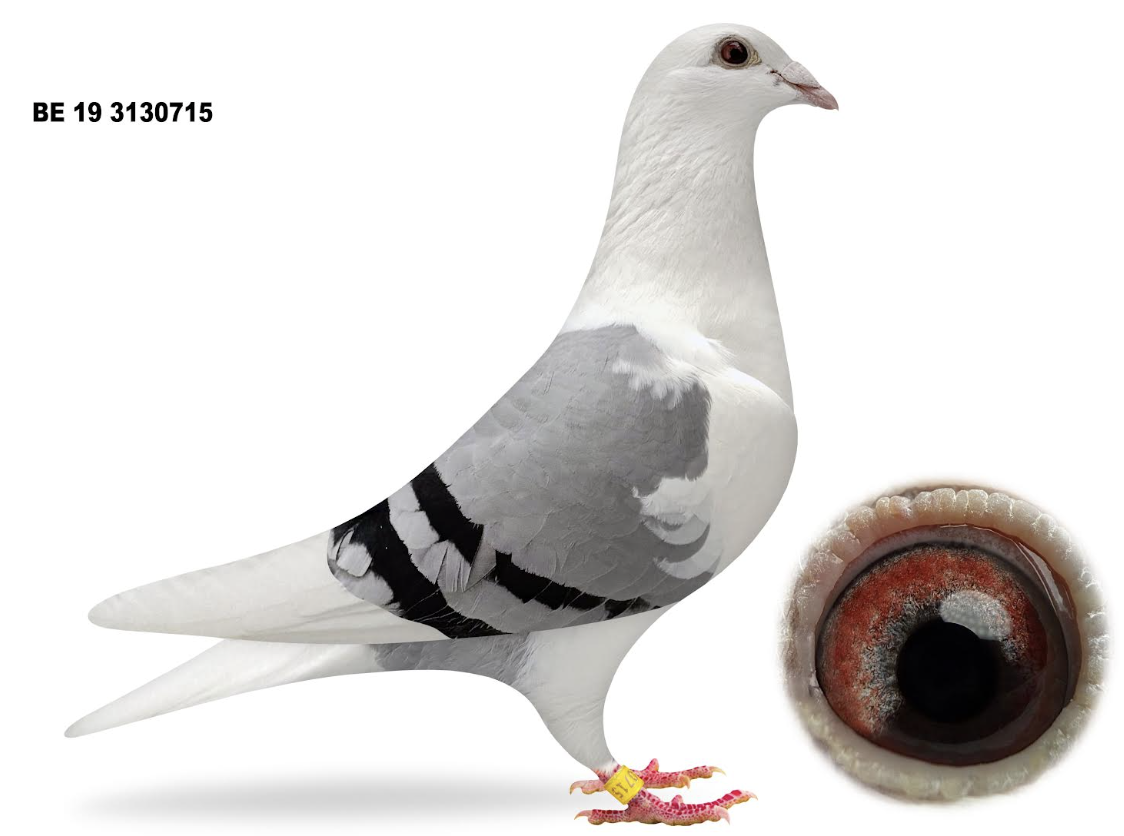 BE 3130715 - Dau Bonte Crack