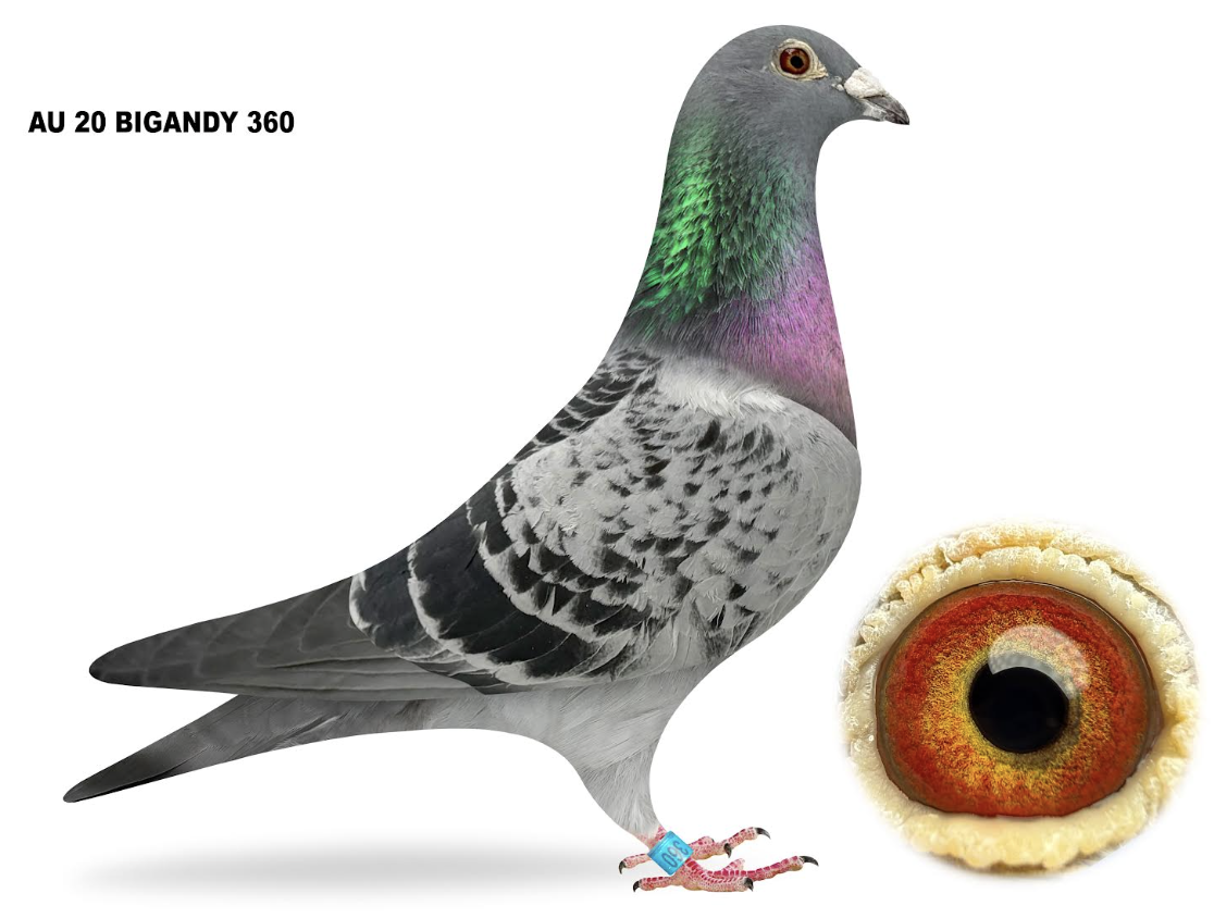 BIGA 360 - Dau Best Kittel 118!