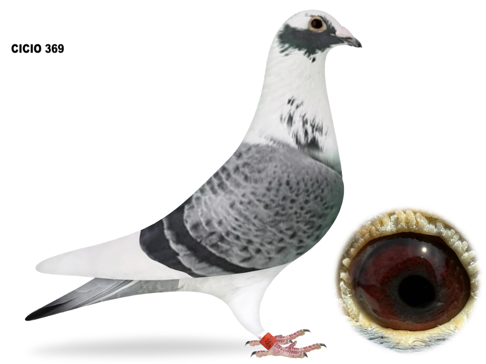 CICO 369 - Inbred Seven