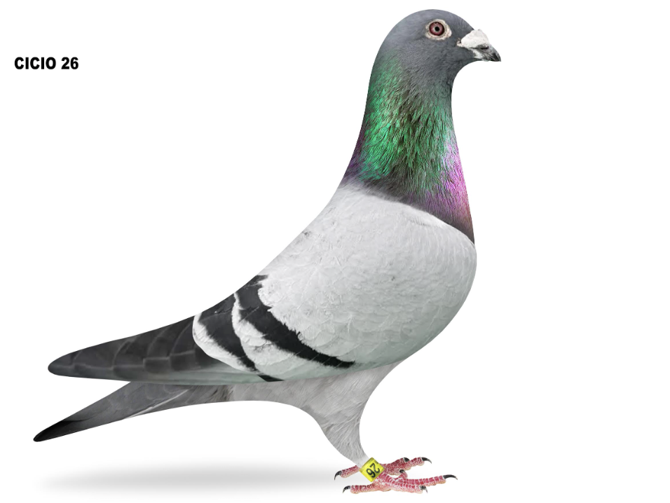 CICIO 26 - Sire 7th Windy City