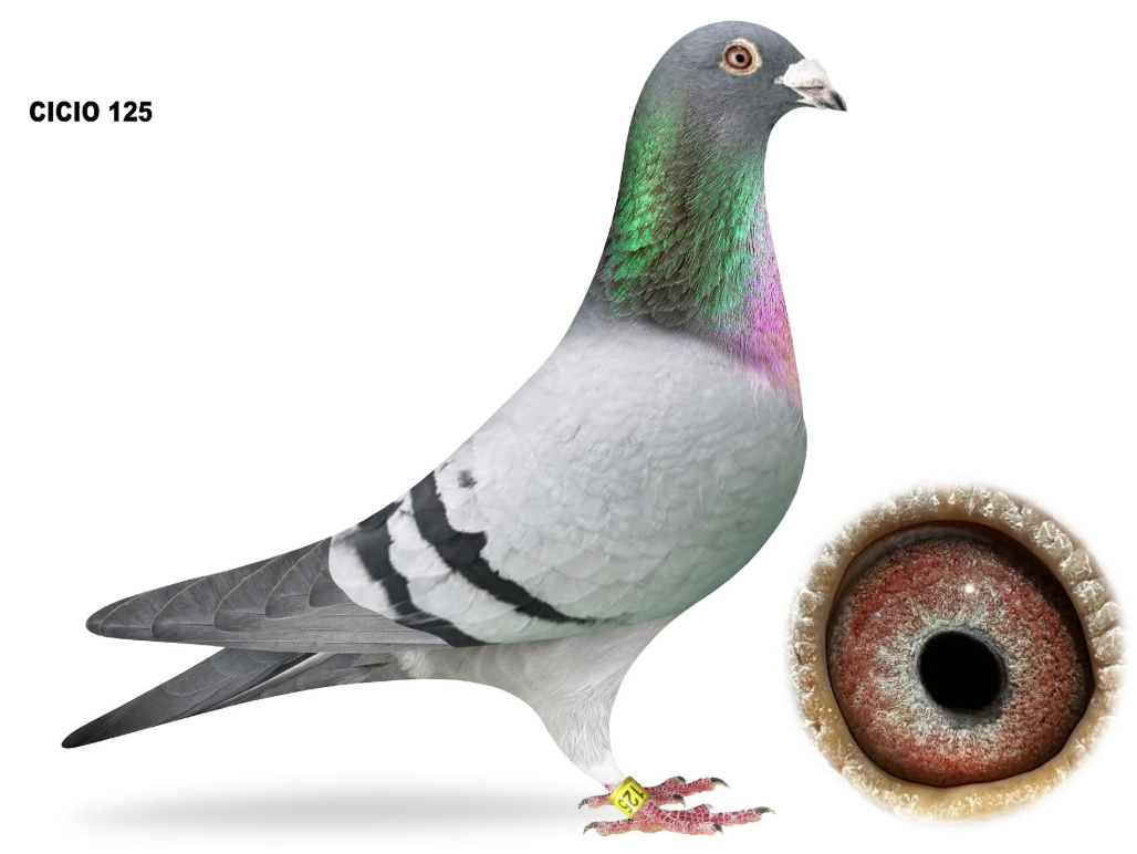 CICIO 125 - Picaso Man