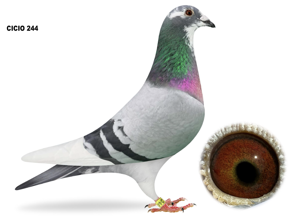 CICIO 244-  Gchild Seven!