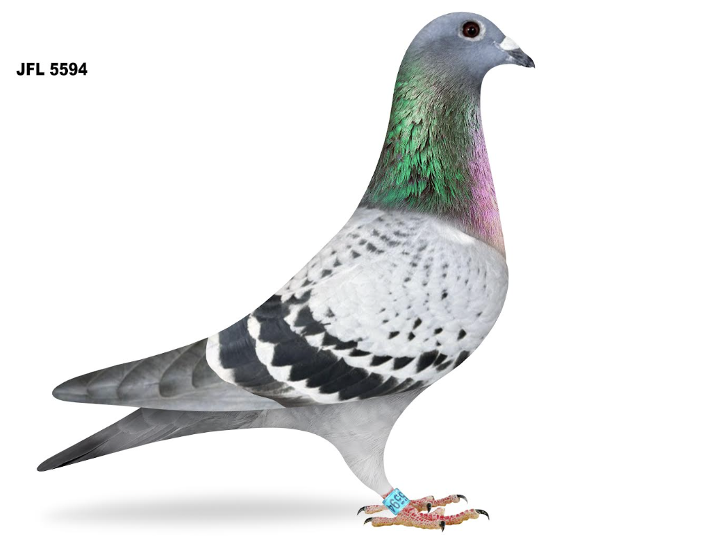 JFL 5594 - 53rd Ace TX Dash