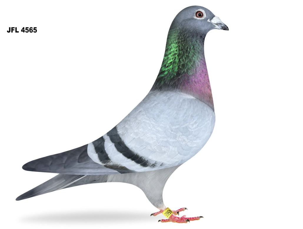 JFL 4565 - Son Play Boy!