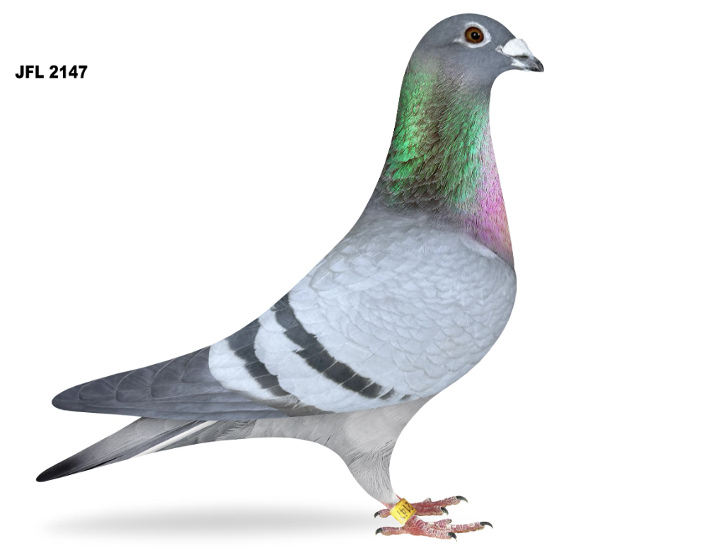 SAF 2147 - Good Racer!