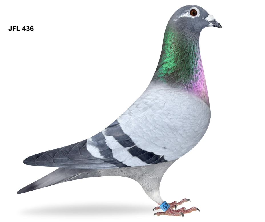 JFL 436 - Super breeding hen