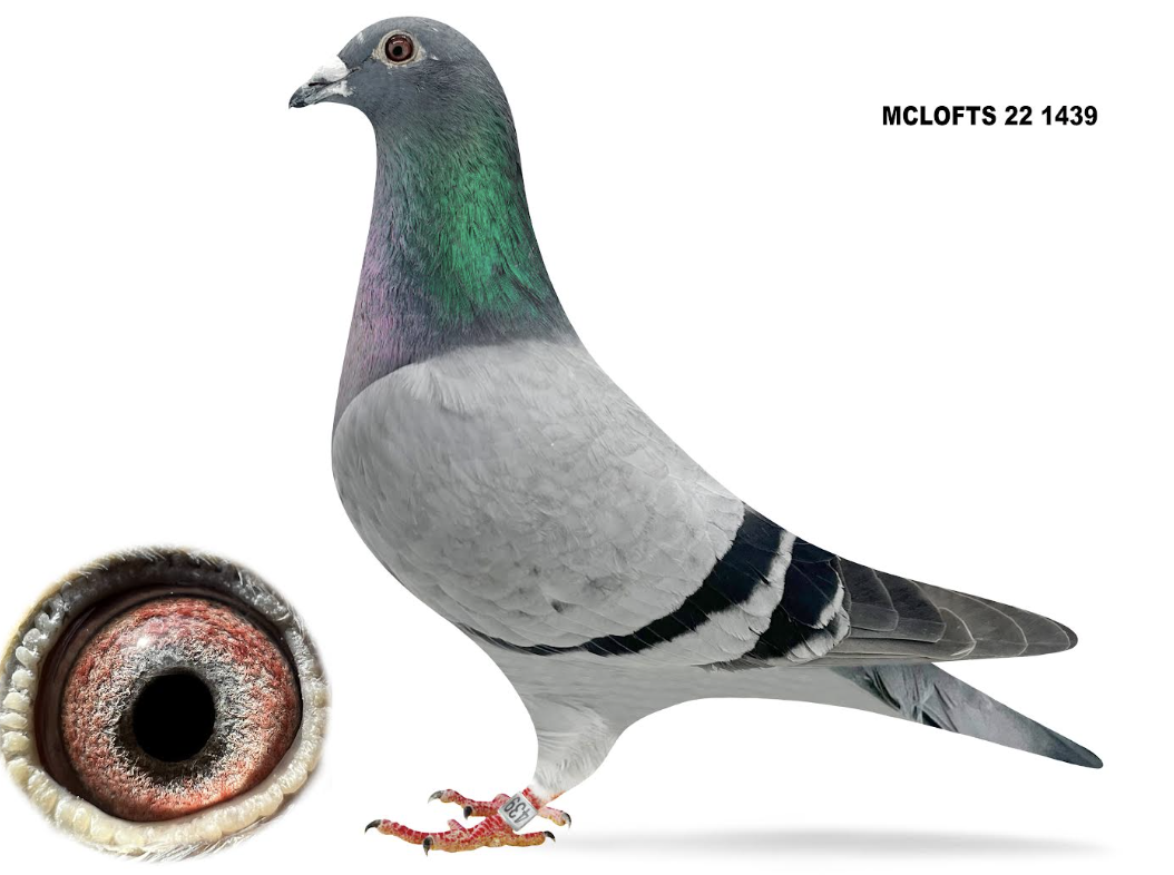 MCLO 1439 - Inbred Van Reet!