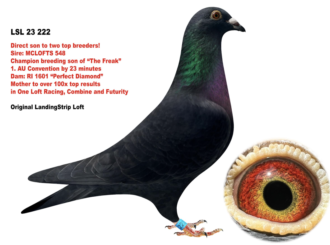 LSL 222 - Son Perfect Diamond!