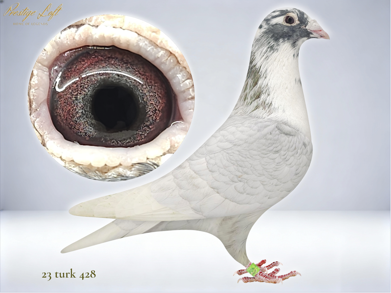 TURK 428 - Rare Color