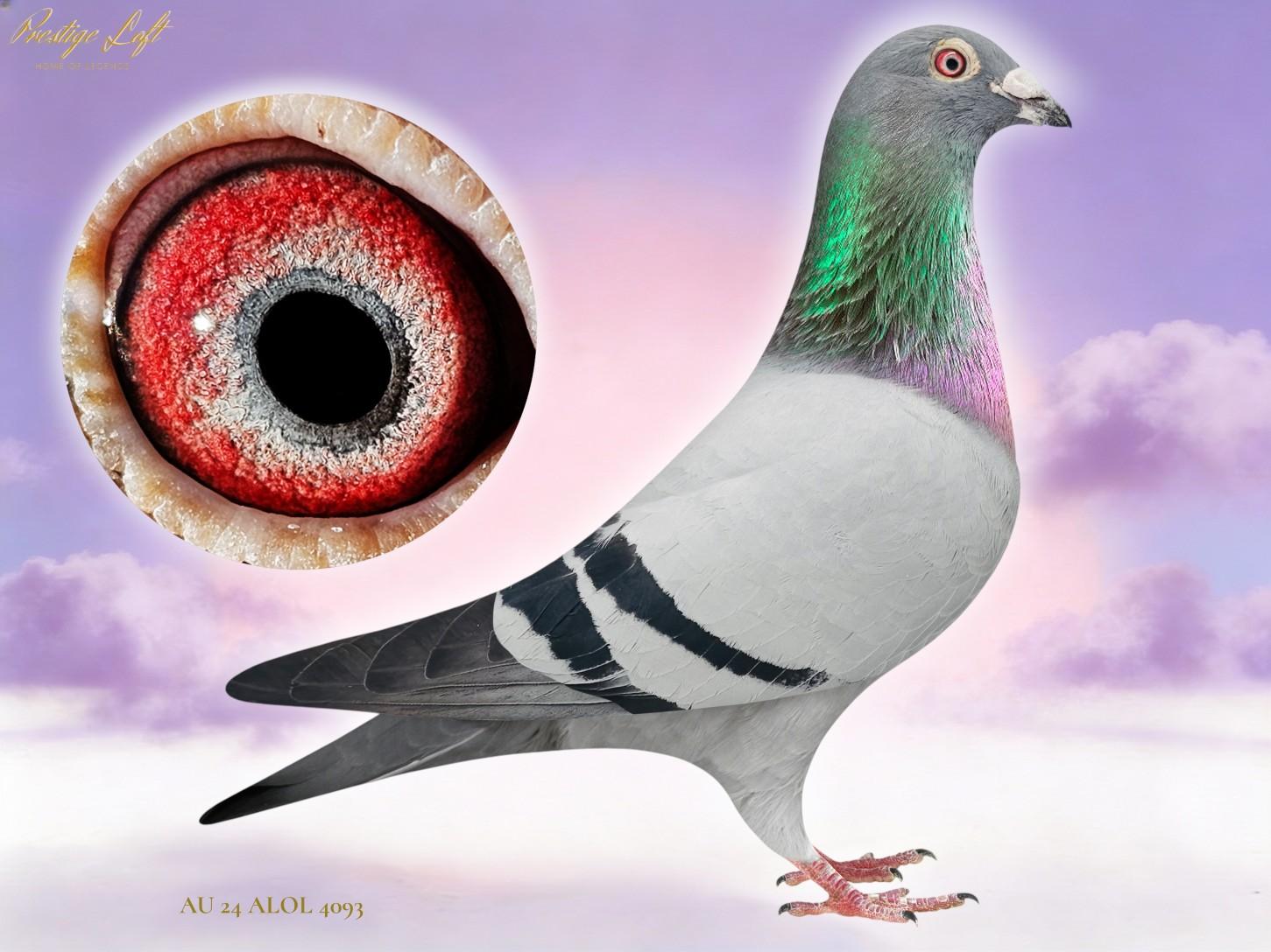 ALOL 4093 - Greek Blood