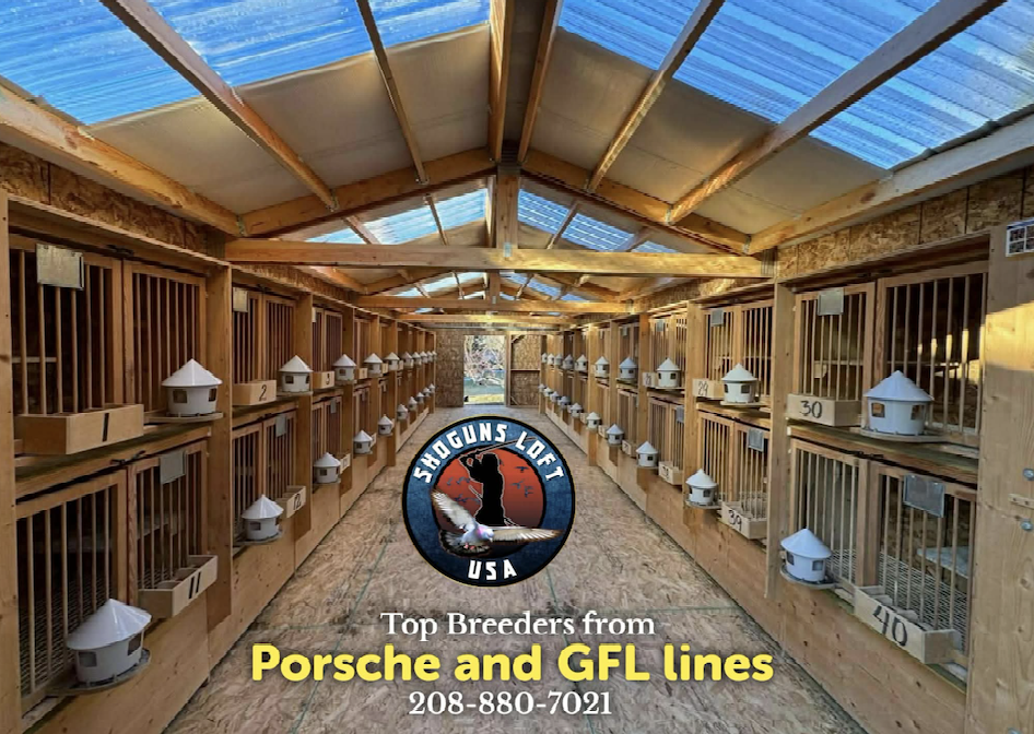 TOP SELECTION OF SHOGUNS LOFT