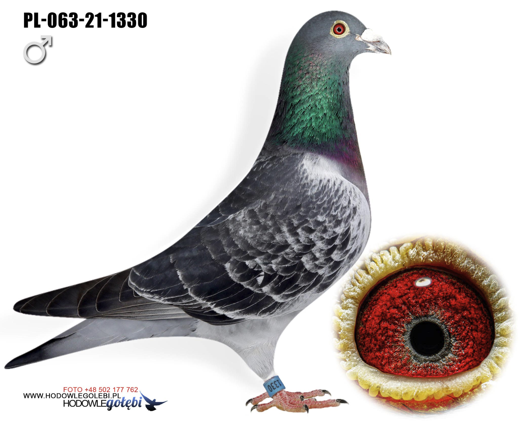 PL 063 1330 - SUPER COCK