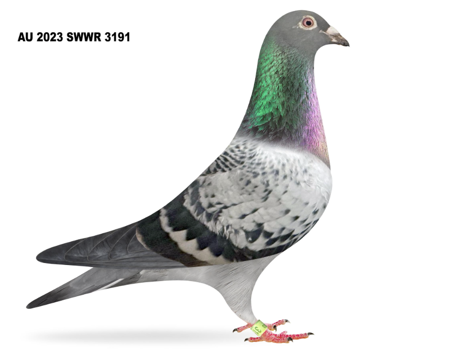 SWWR 3191 - Dessert Queen!