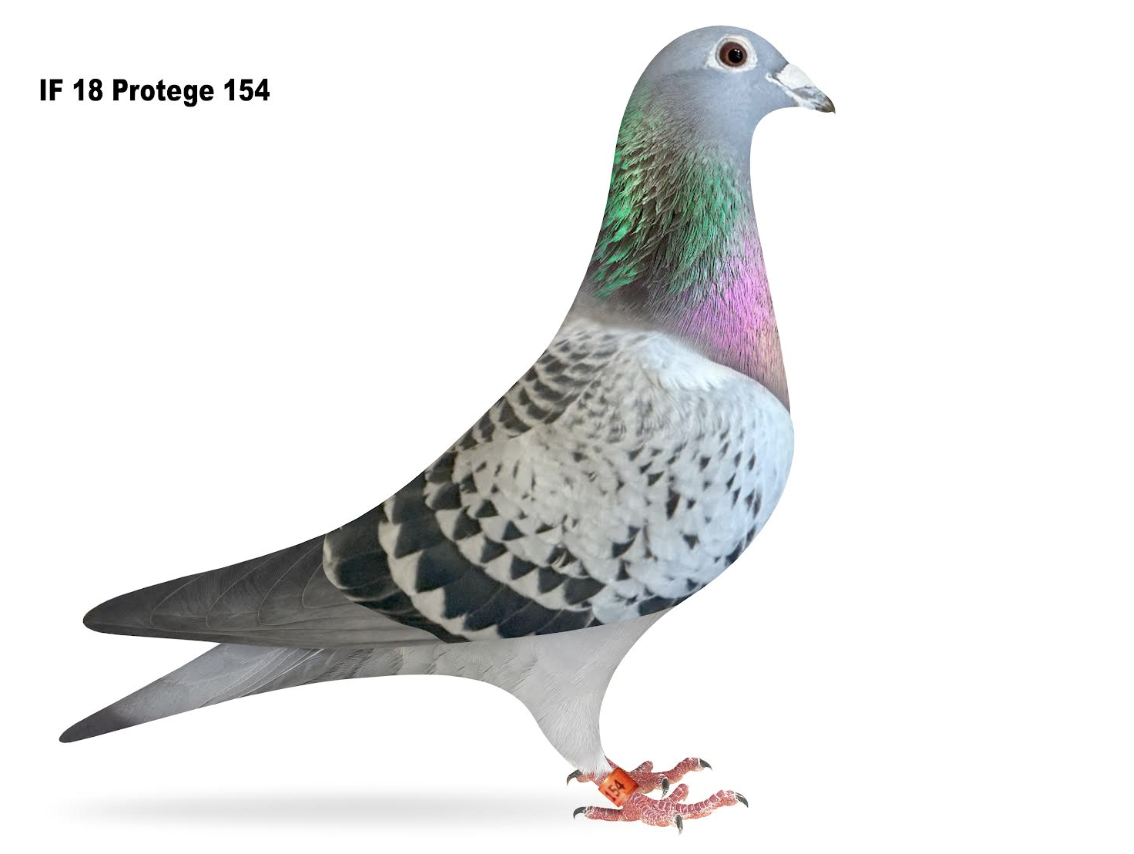 PROTEGE 154 - Kliene Dirk