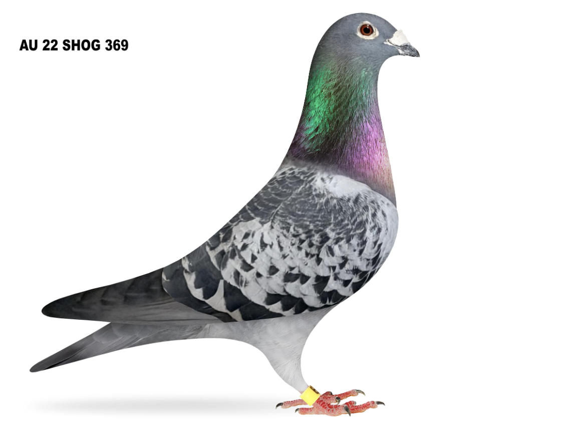 SHOG 369 - Double Mix