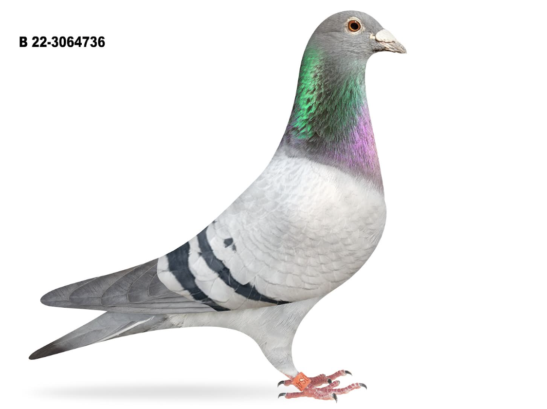 BE 3064736 - Rik Cools