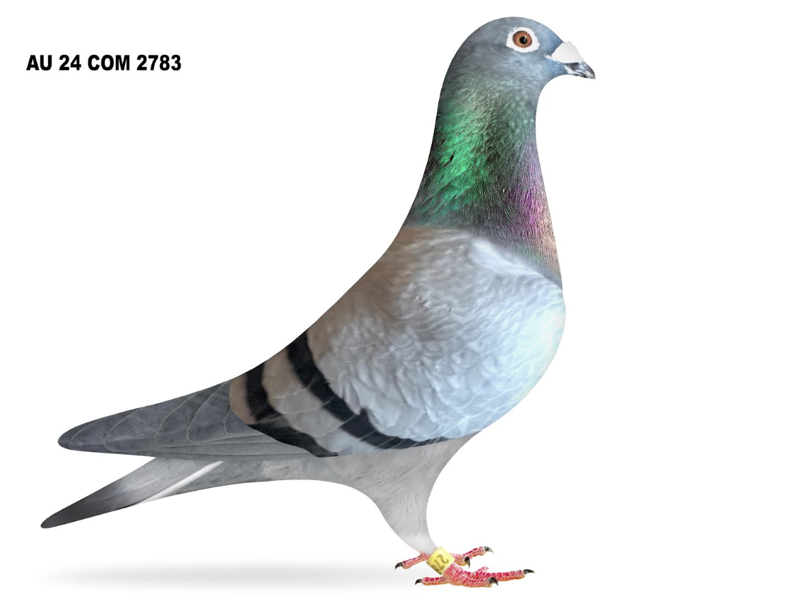 COM 2783 - Top GFL Lines