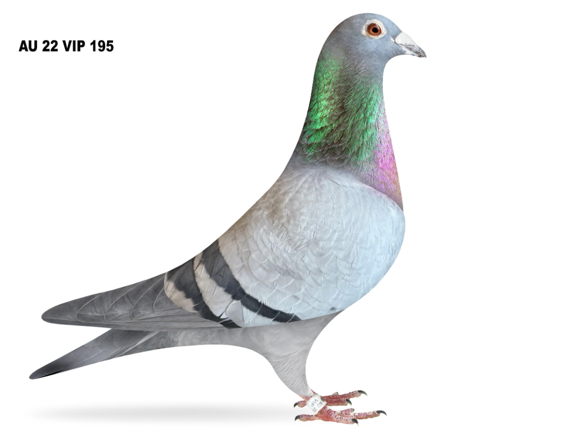 VIP 195 - Daughter Hit Pair!