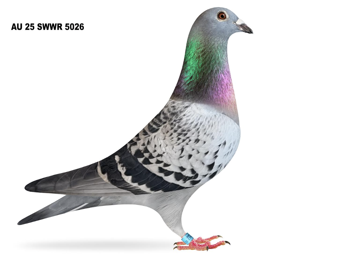 SWWR 5026 - King of Kennett and Desert Queen!