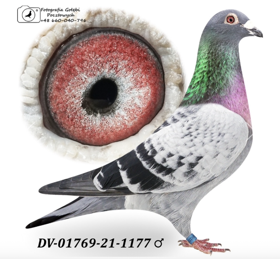 DV 01769 1177 - Pokerface Skyfighter