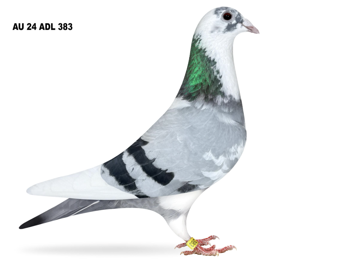 ADL 383 - Porsche 911