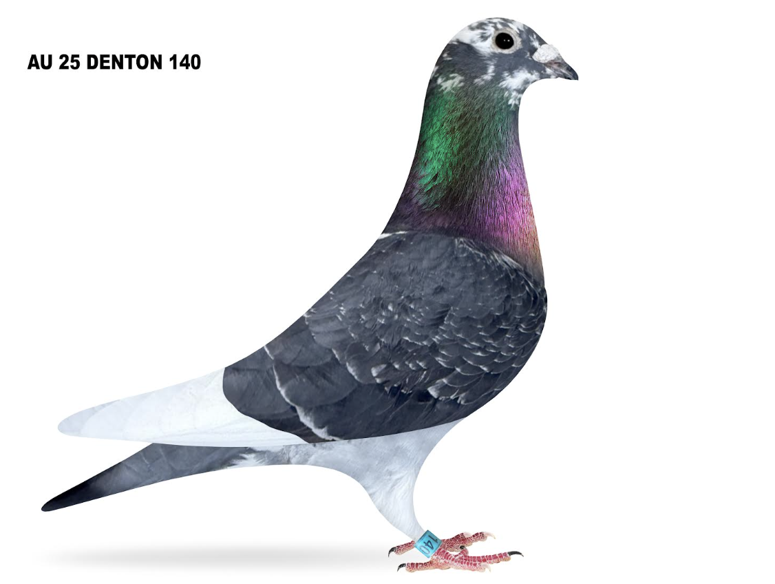 DENTON 140 - Geerinckx Roziers