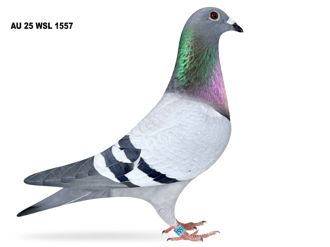 WSL 1557 - Best of Kaasboer!!