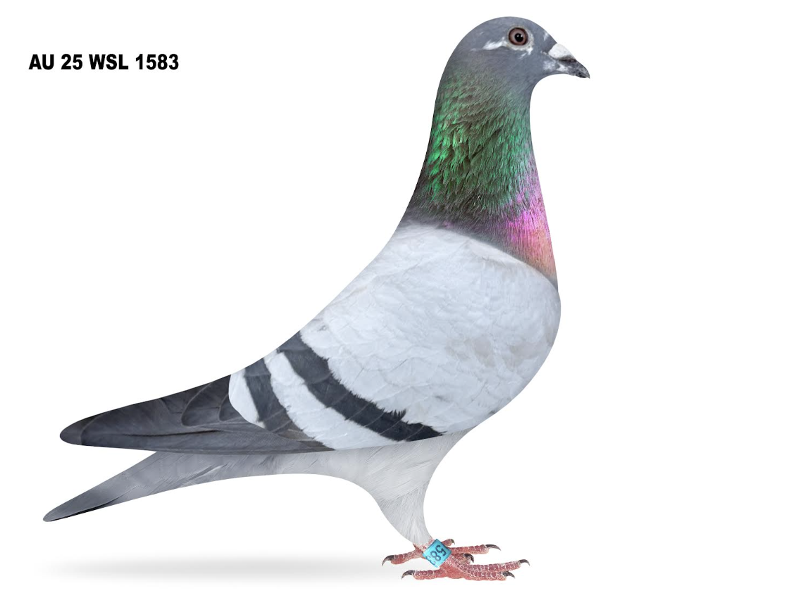 WSL 1583 - Kittel Porsche!