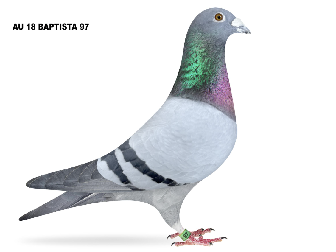 BAPTISTA 97 - GFL Stars!