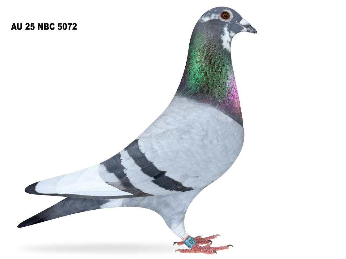 NBC 5072 - Roziers Kolvenbag!