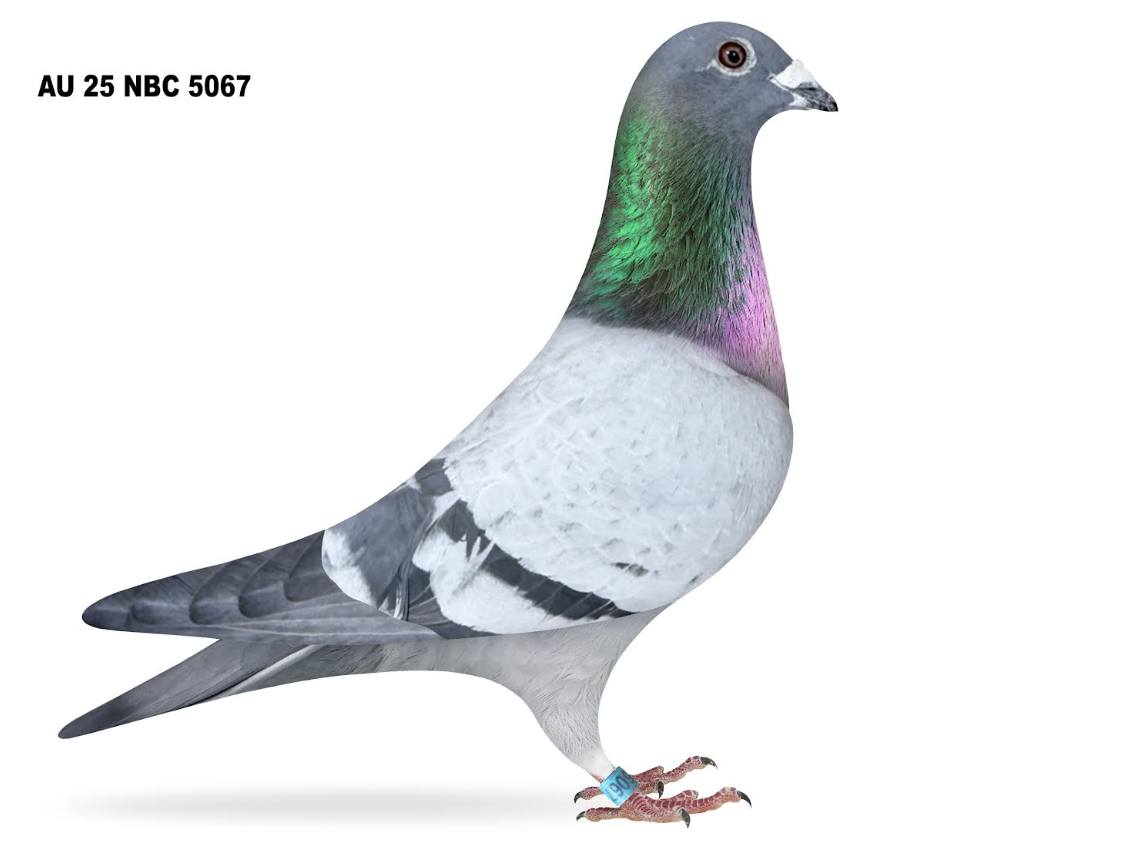 NBC 5067 - Clausing Houben