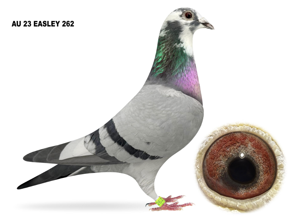 EASLEY 262 - Inbred Kittel