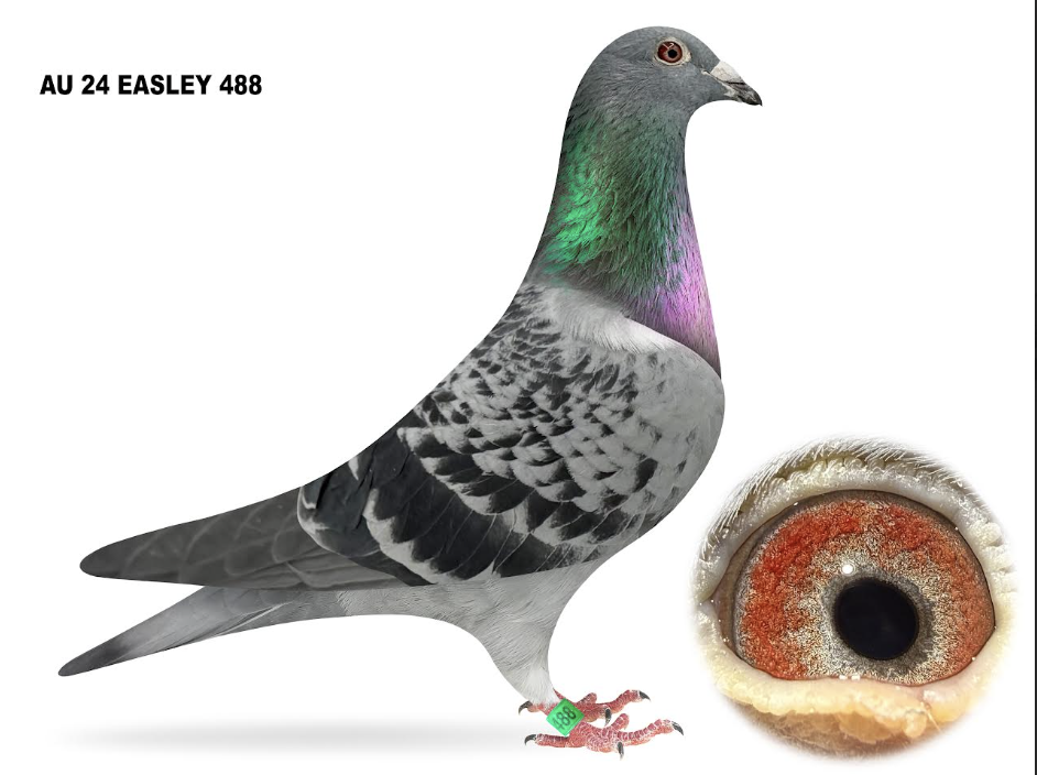 EASLEY 488 - Kittel Puggle Coco Chanel