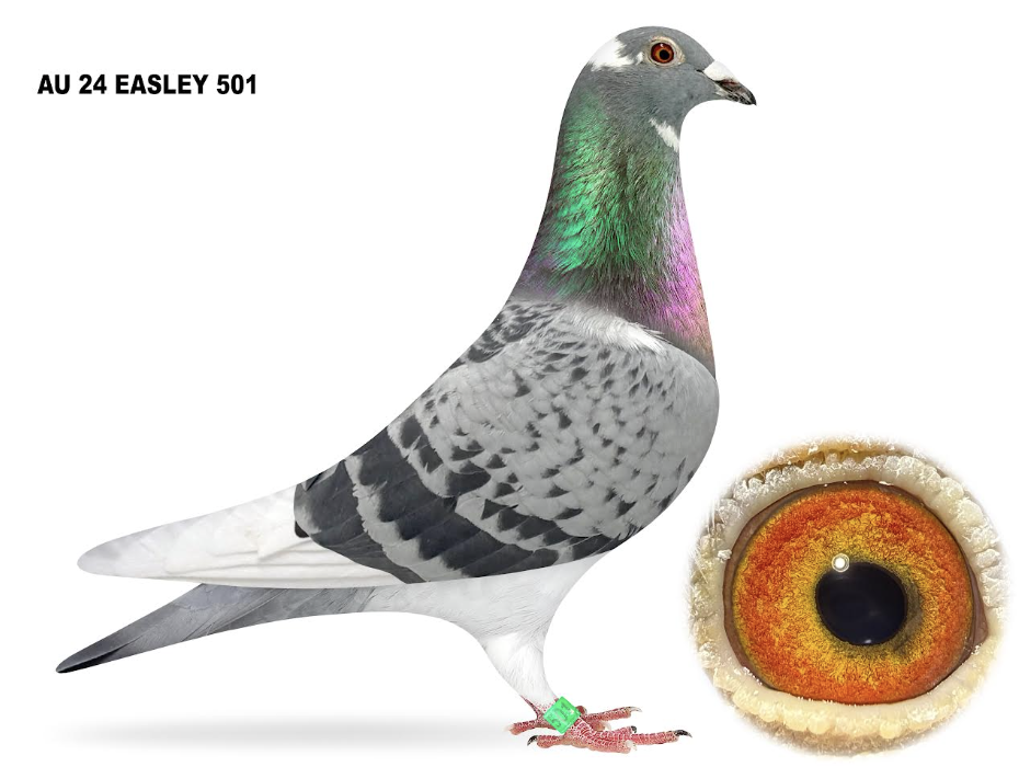 EASLEY 501 - Boss Kittel