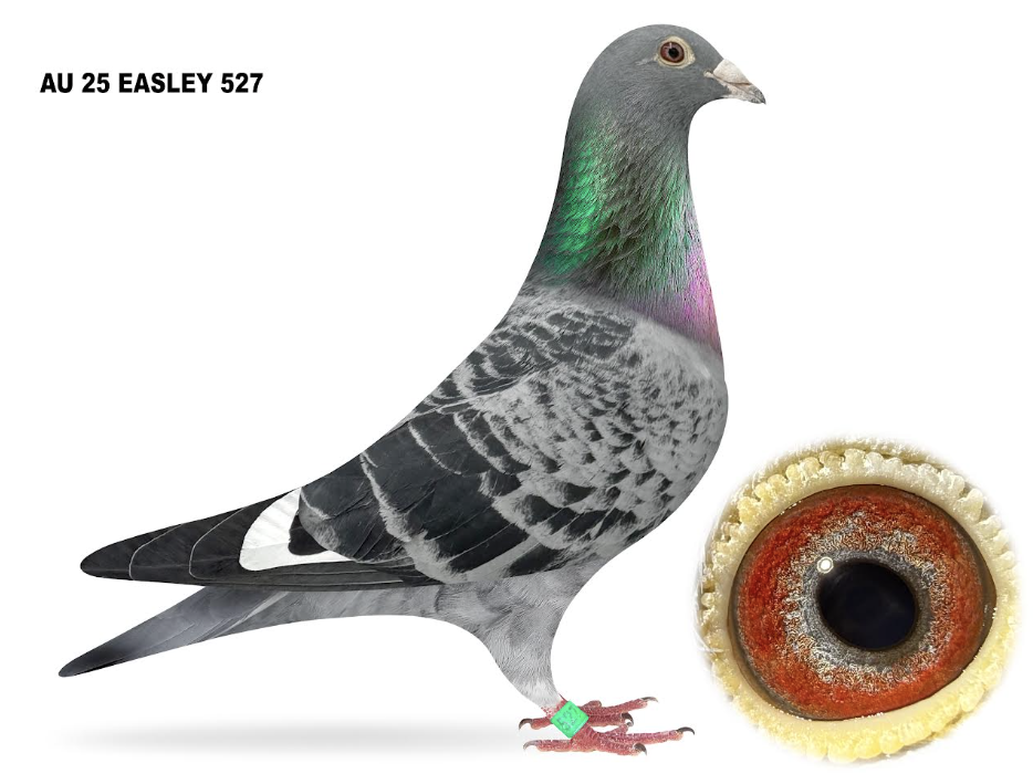 EASLEY 527 - Kittel Puggle Coco Chanel