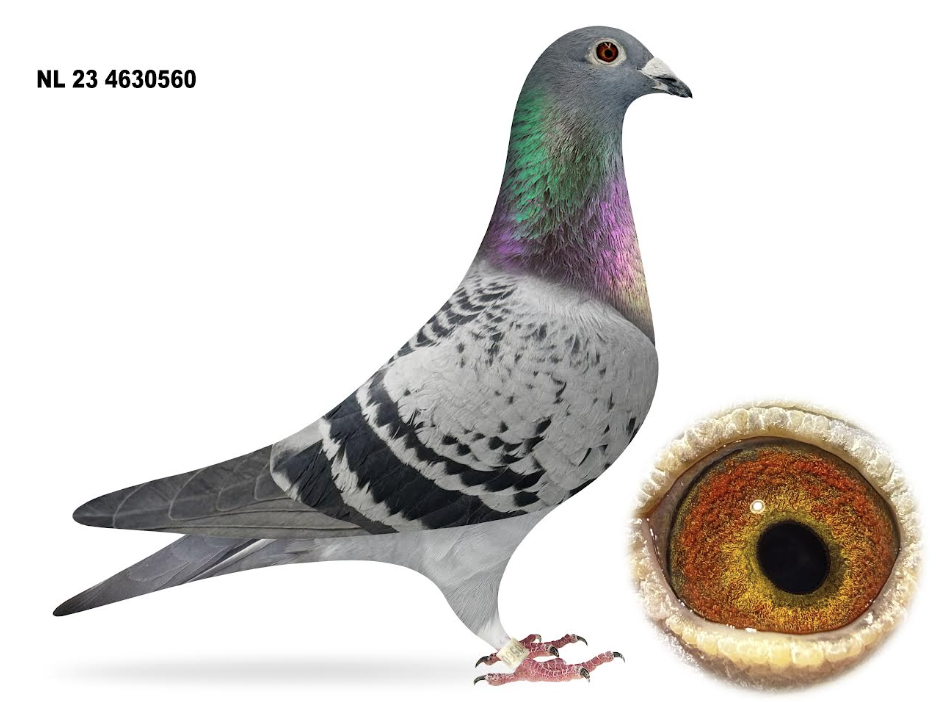 NL 4630560 - 7t AviRings Derby!