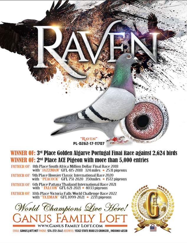 DAUGHTER RAVEN X NIGHT JEWEL