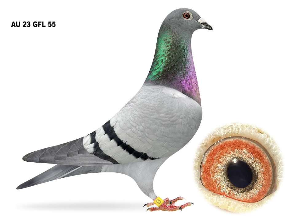 GFL 55 - Dau Raven x Night Jewel!!