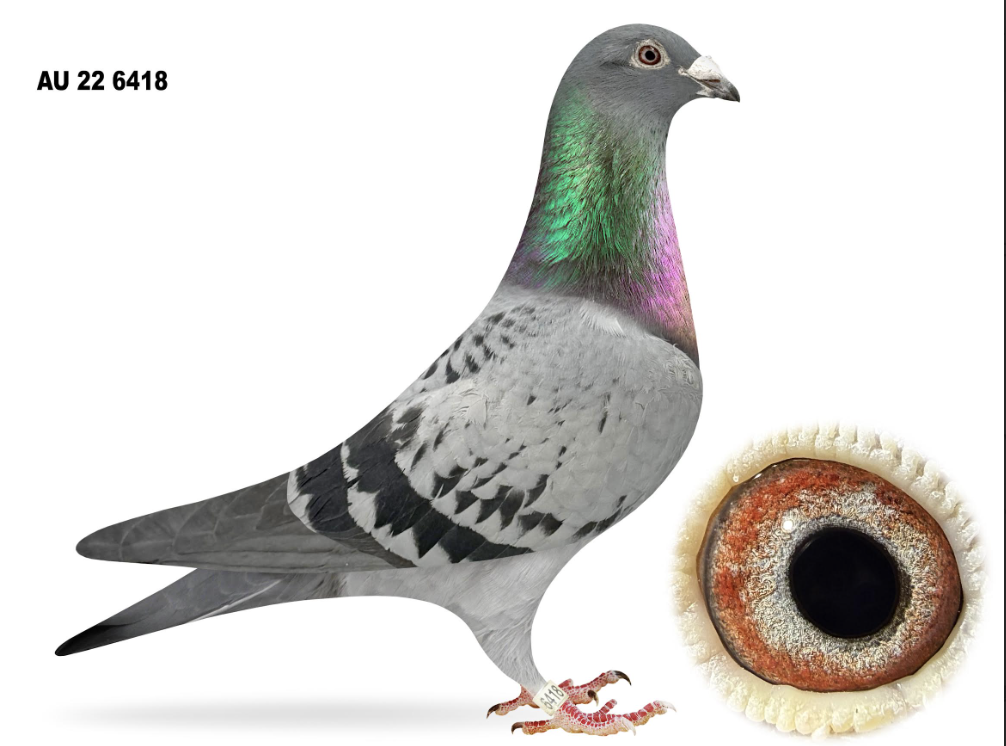 AU 6418 - National Leo!!