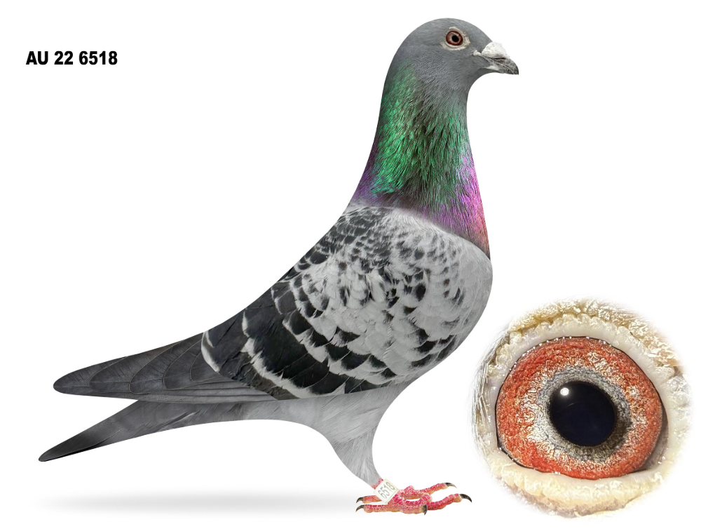 AU 6518 - Ice Man x Gustina