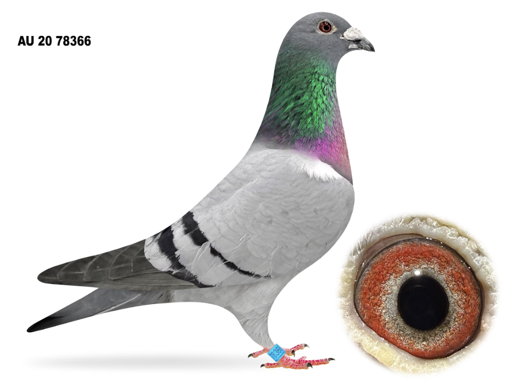 AU 78366 - Gabriella!