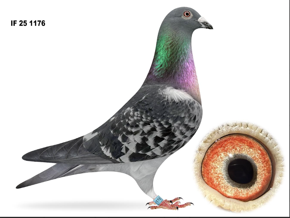 IF 1176 - National Leo